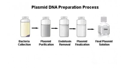 Large Scale Plasmid DNA Prep Level 2-up to 3000ug